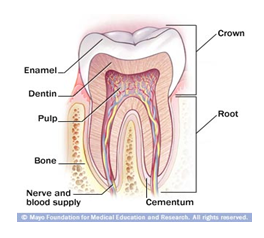 أمراض الفم والأسنان: %20الاسنان