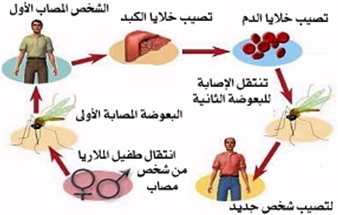 صبغة كيميائية تقتل طفيليات الملاريا بسرعة غير مسبوقة Malaria2