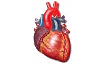 Cardiologist: Cardiac Patients Can Perform Hajj Provided They Enjoy a Stable Condition