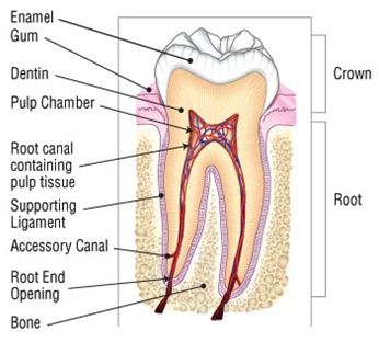 Dental.JPG
