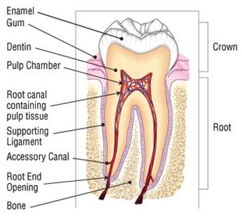 Dental.JPG