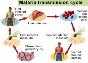 Malaria Transmission Cycle