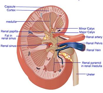 Urologic Diseases - Kidney Diseases