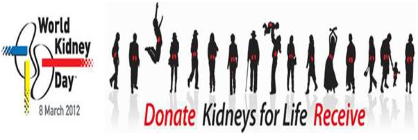 kidney1.png